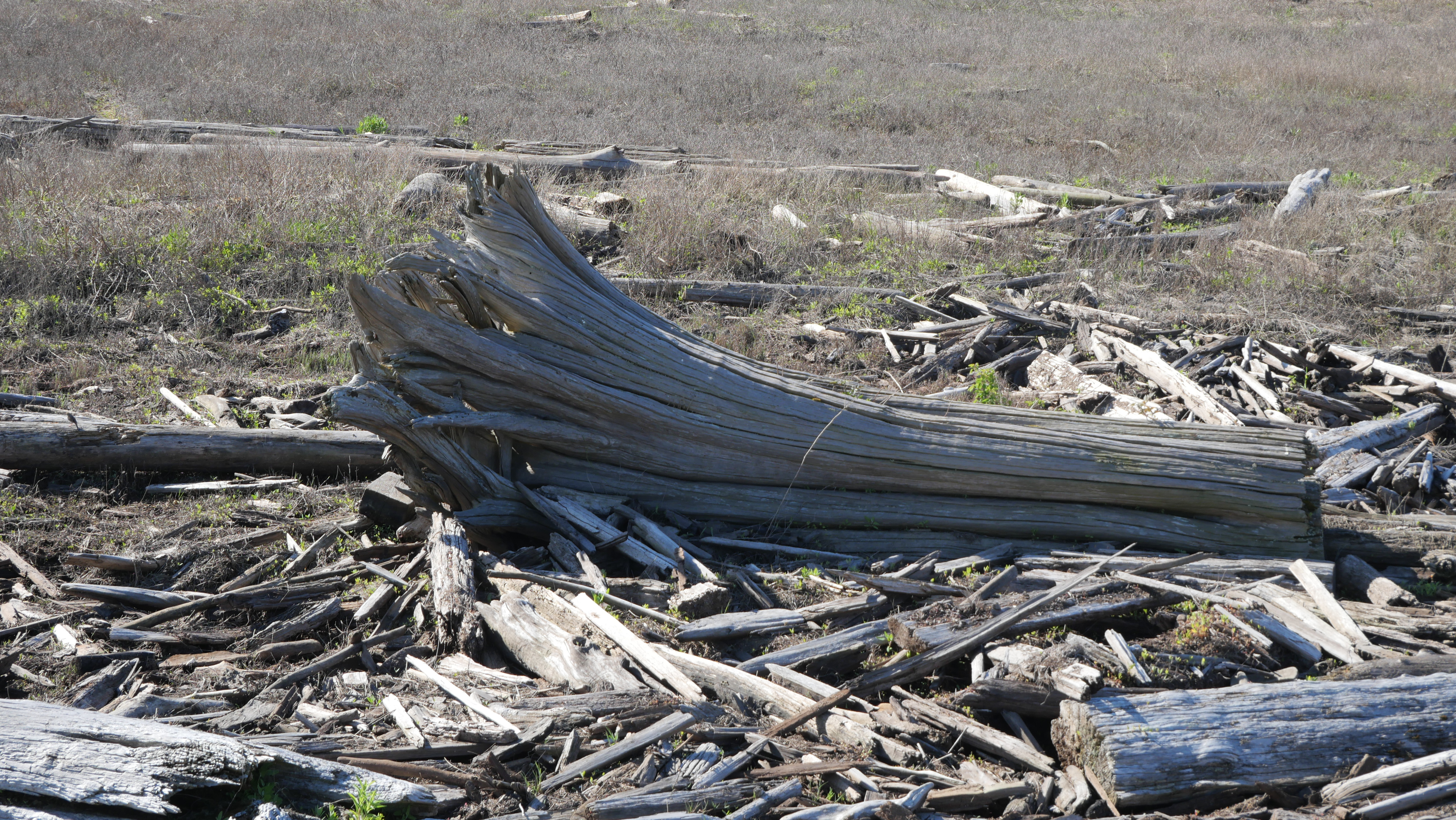 PTSD - image of driftwood on the shore